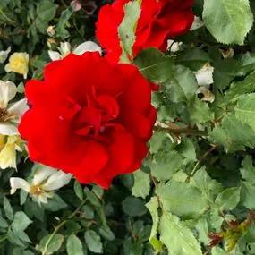 Remembrance Floribunda Rose (Rosa Remembrance) 2